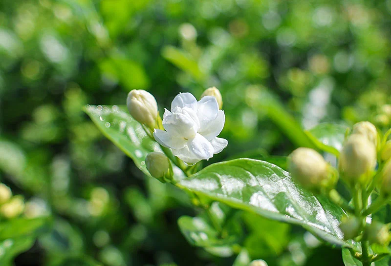 Jasmine Sambac Hydrosol detail 2
