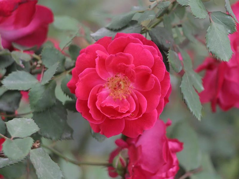 Kushui Rose Oil detail