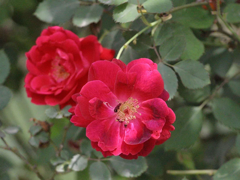 Kushui Rose Oil detail 2