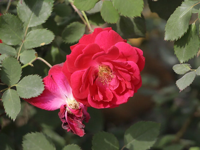 Kushui Rose Oil detail 3