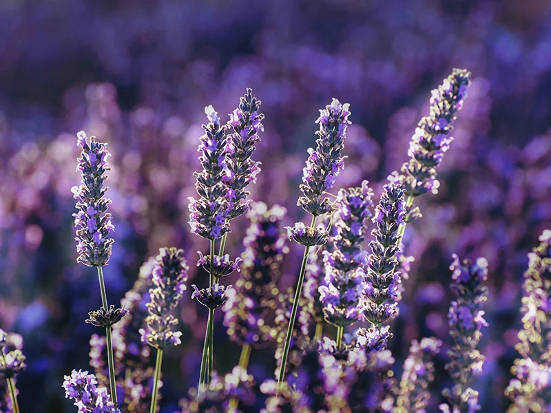Lavender Essential Oil detail