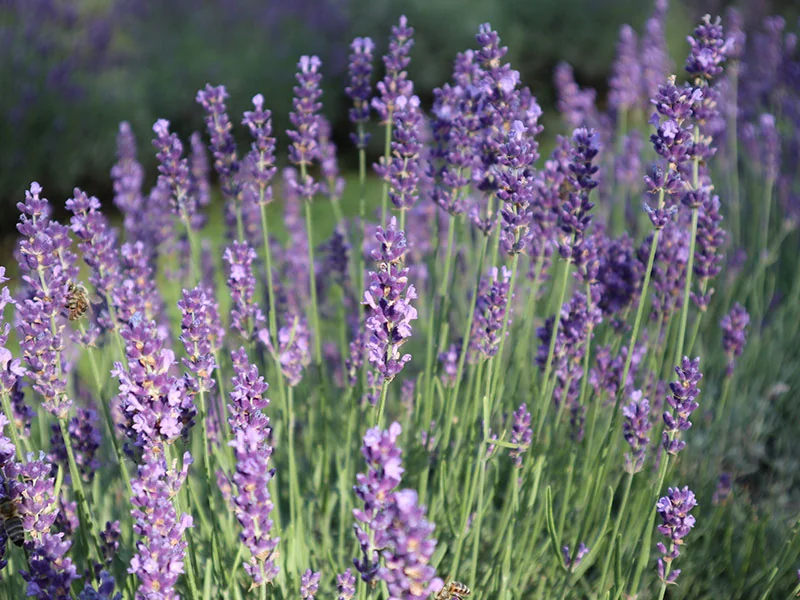 Lavender Essential Oil detail 2