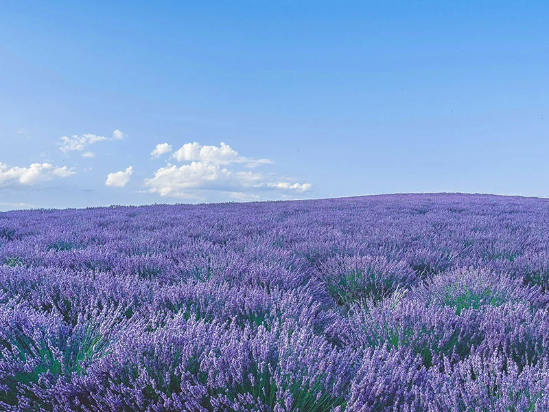 Lavender Essential Oil detail 3