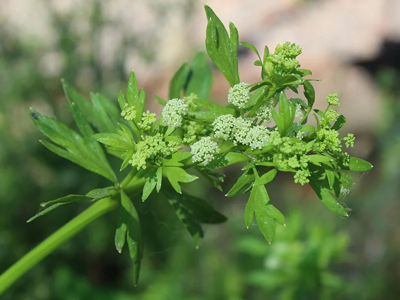 Ligusticum chuanxiong Hort Essential Oil detail 3