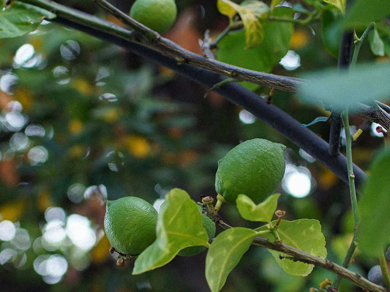 Lime Oil detail 3