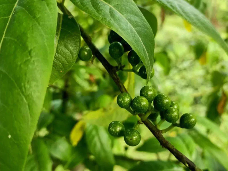 Litsea Cubeba Oil detail