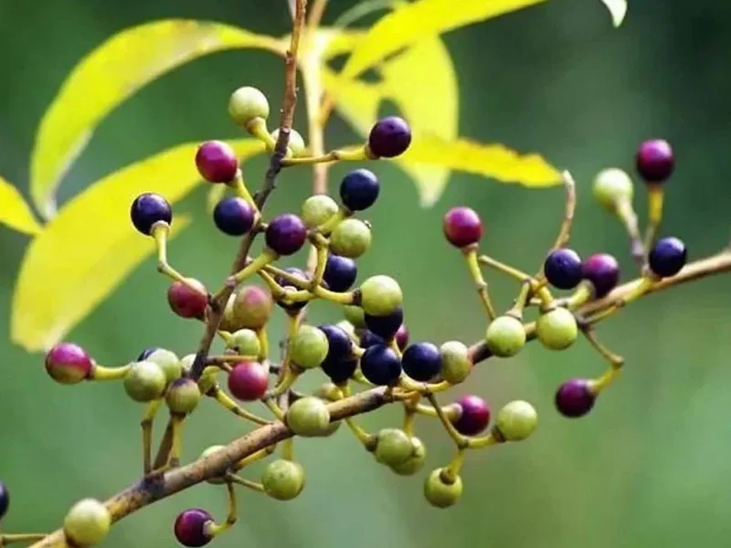 Litsea Cubeba Oil detail 2