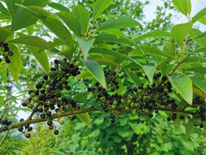 Litsea Cubeba Oil detail 3