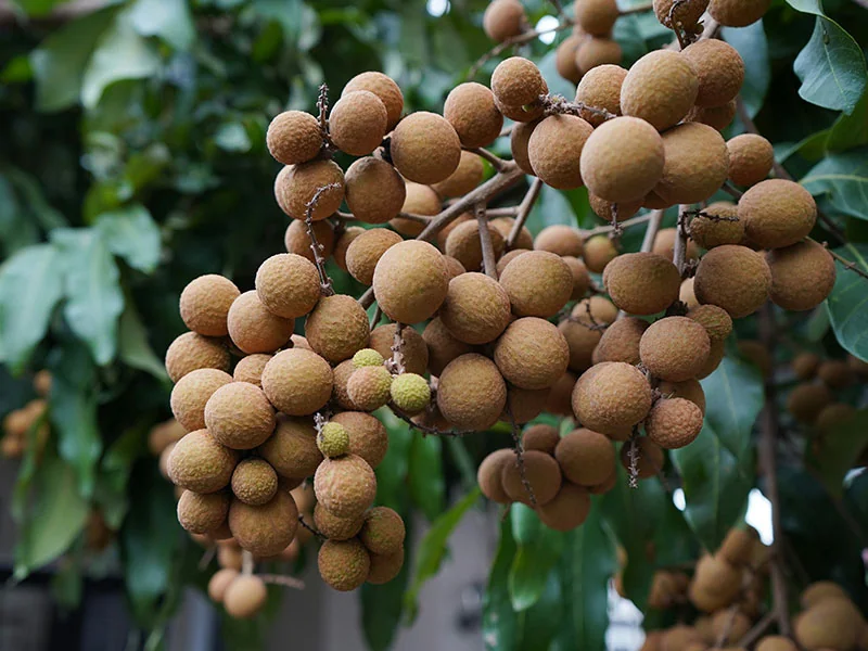 Longan Concrete detail 3