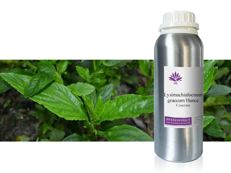 Lysimachia Concrete main image
