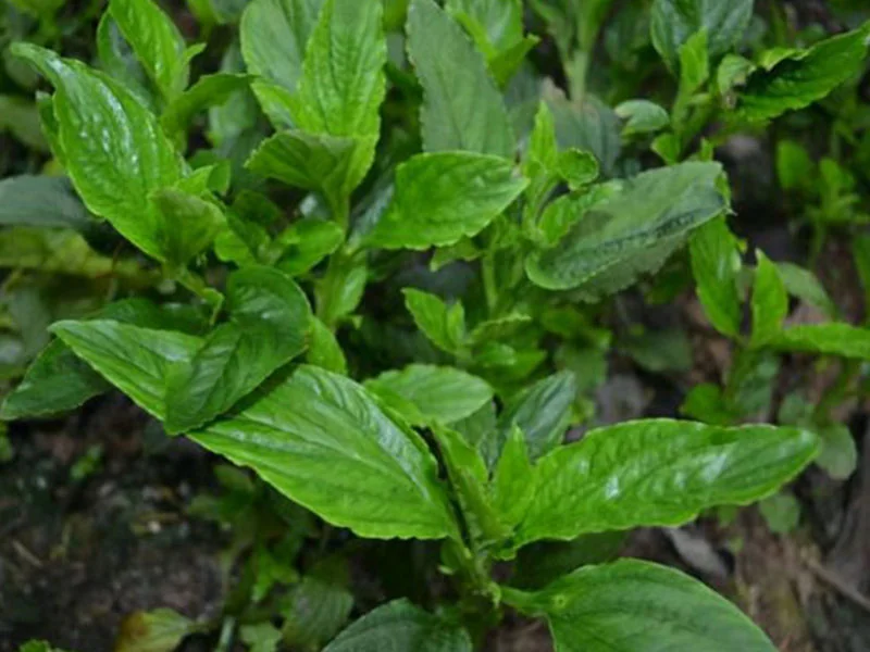 Lysimachia Concrete detail 3