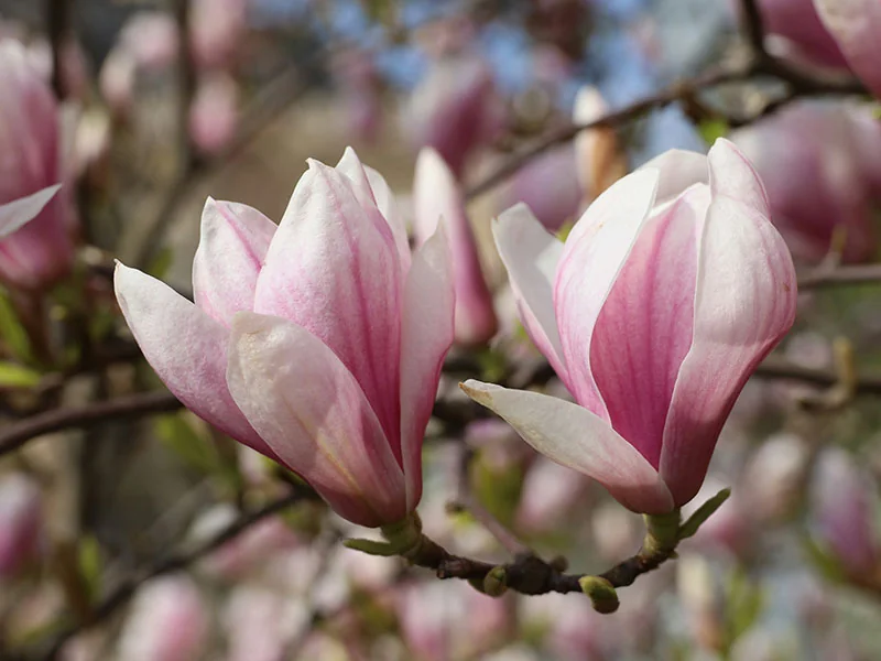 Magnolia Flower Bud Oil detail