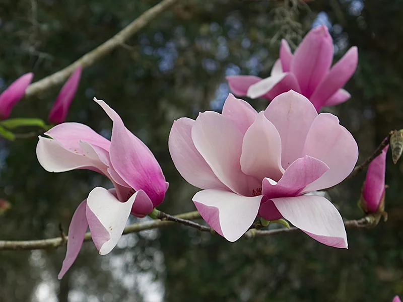 Magnolia Flower Bud Oil detail 2