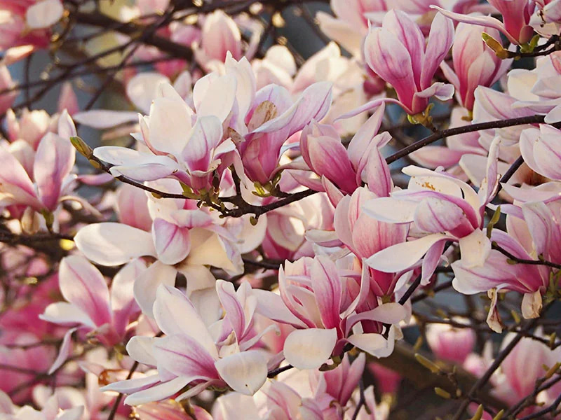 Magnolia Flower Bud Oil detail 3