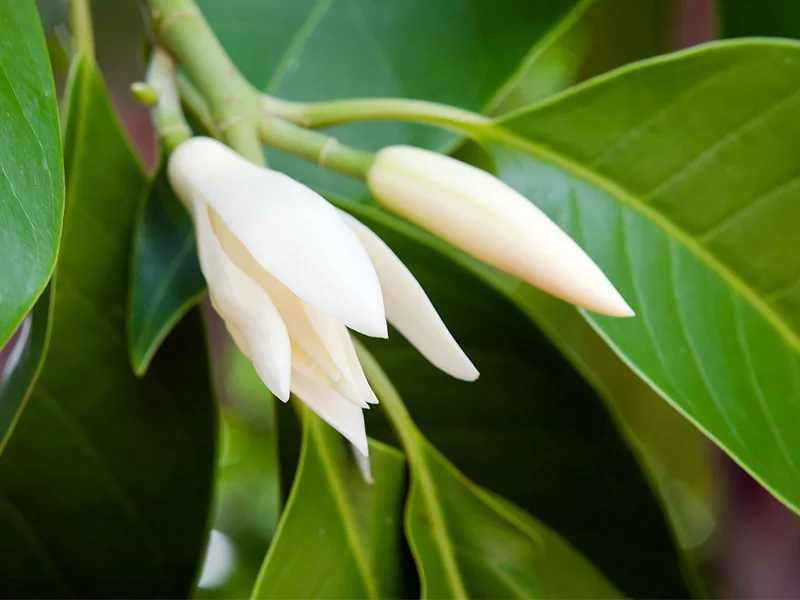 Michelia Alba Concrete detail