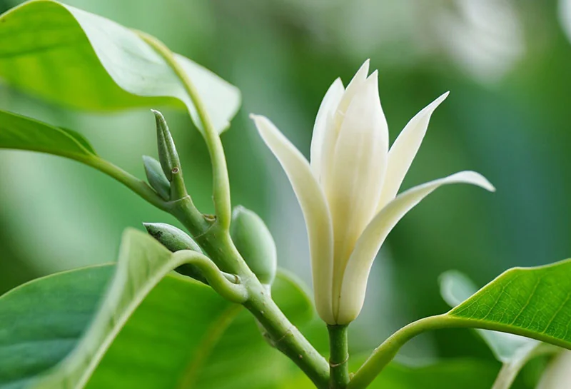 White Michelia Oil detail