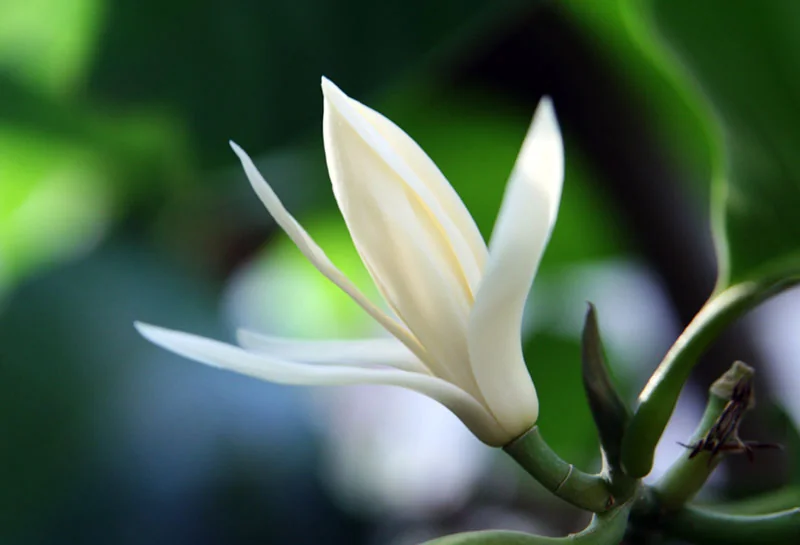 Magnolia / Michelia Flower Oil