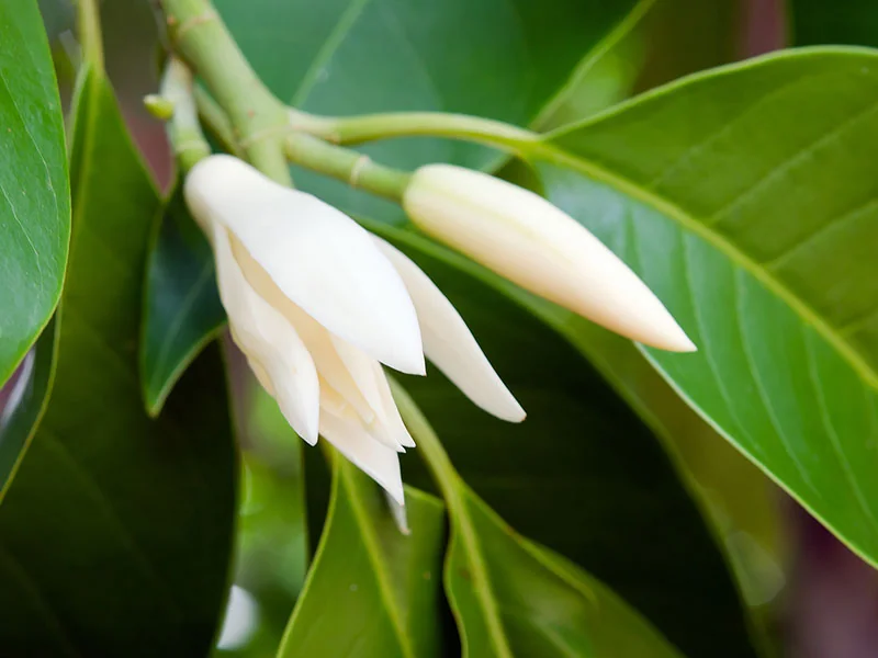 Michelia Leaf Oil detail
