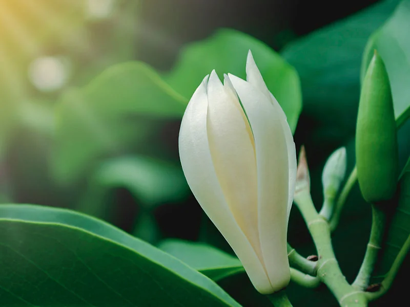 Magnolia / Michelia Leaf Oil