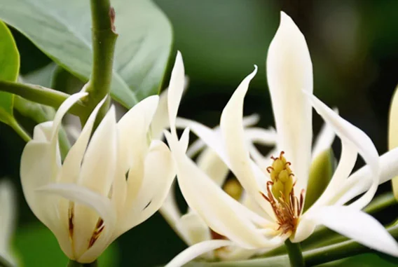 What Are the Linalool Content Specifications of Michelia Leaf Oil, and How Do You Verify the ≥70% Standard?