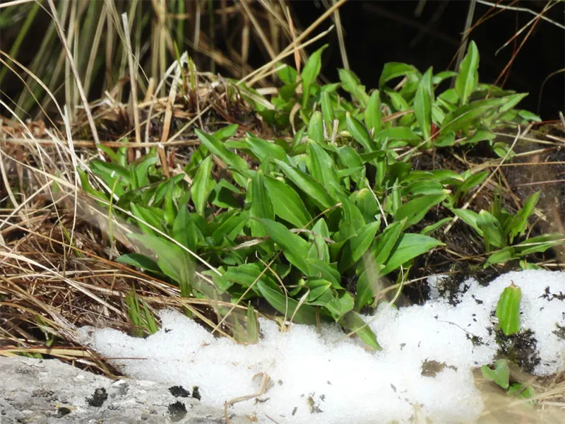 Nardostachys Jatamandi Oil detail 2