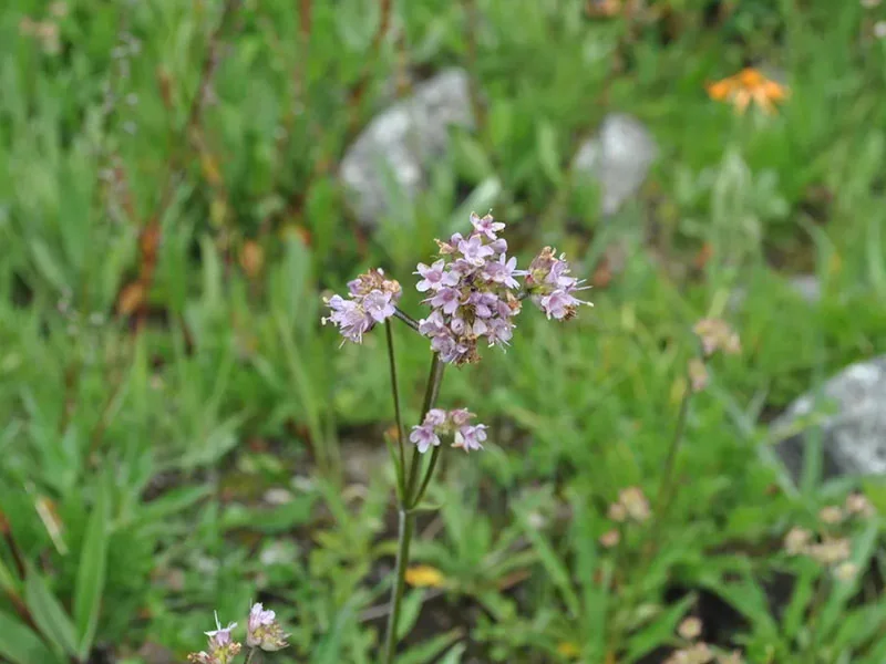 Nardostachys Jatamandi Oil detail 3