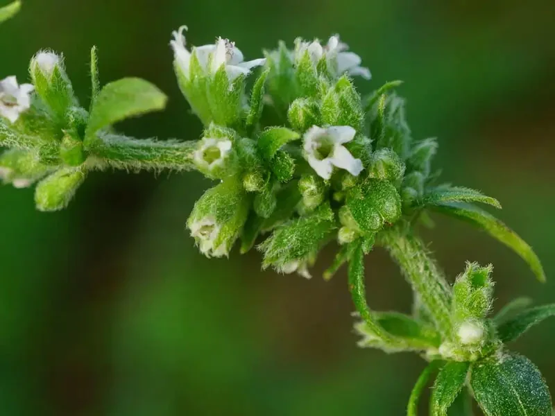 Nepeta Oil detail 3
