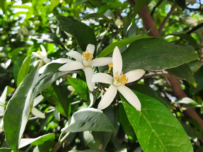 Neroli Oil detail