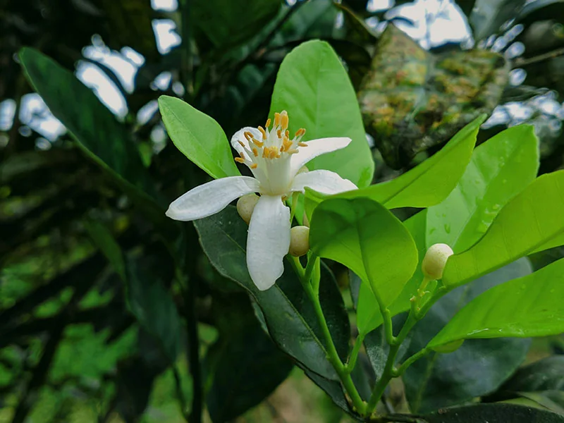 Neroli Oil detail 2