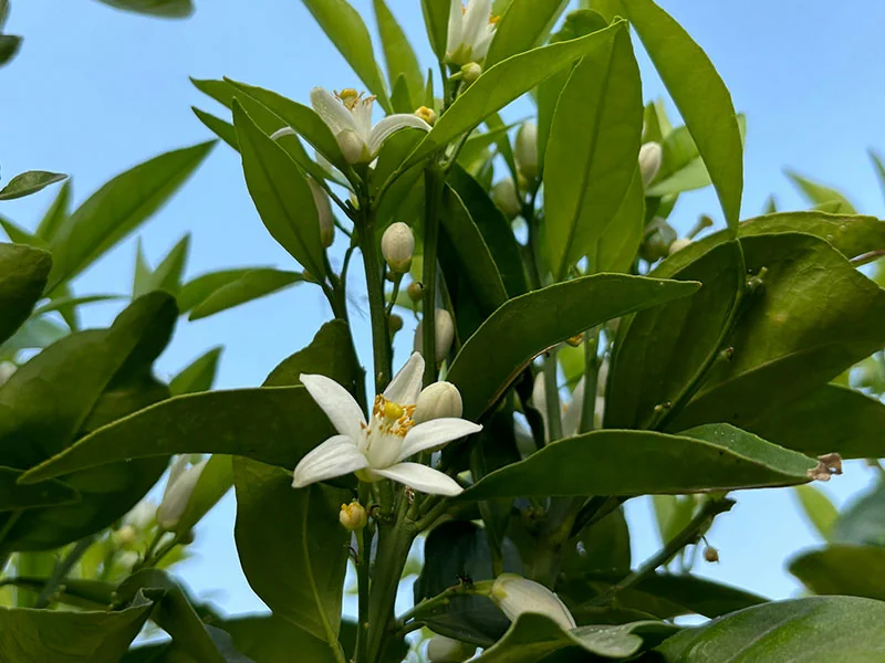 Neroli Oil detail 3