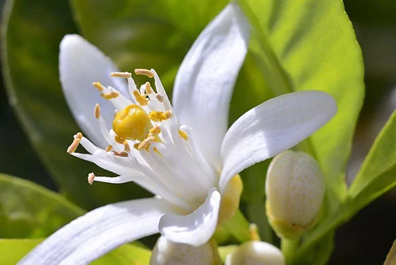 What Are the Key Ingredient Specifications for Importing Neroli Oil into the US (Linalool and Linalyl Acetate Content)?