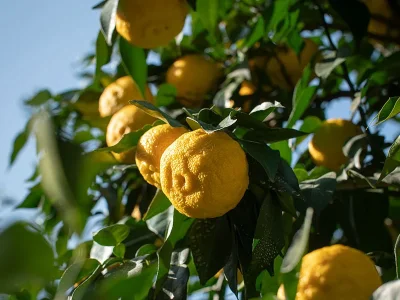 Botanical Powders