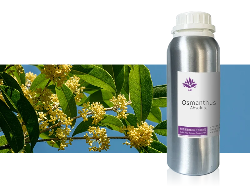 Osmanthus Absolute Oil main image