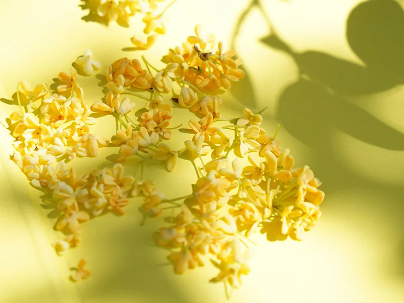 Osmanthus Concrete detail