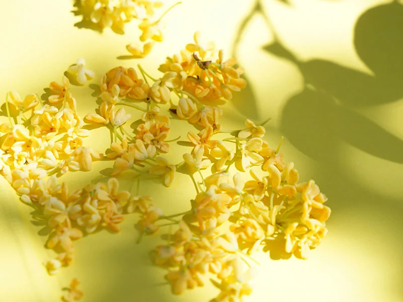 Osmanthus Flower Wax details
