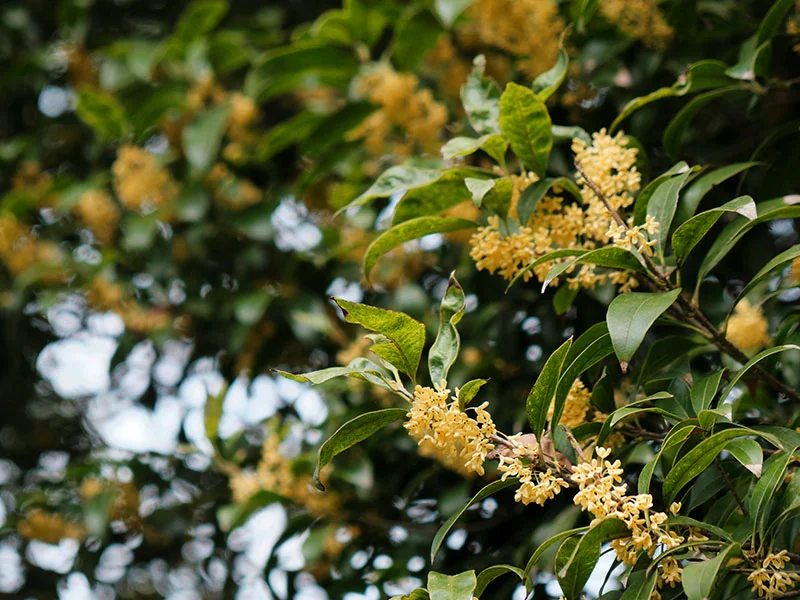 Osmanthus Flower Wax bulk packing