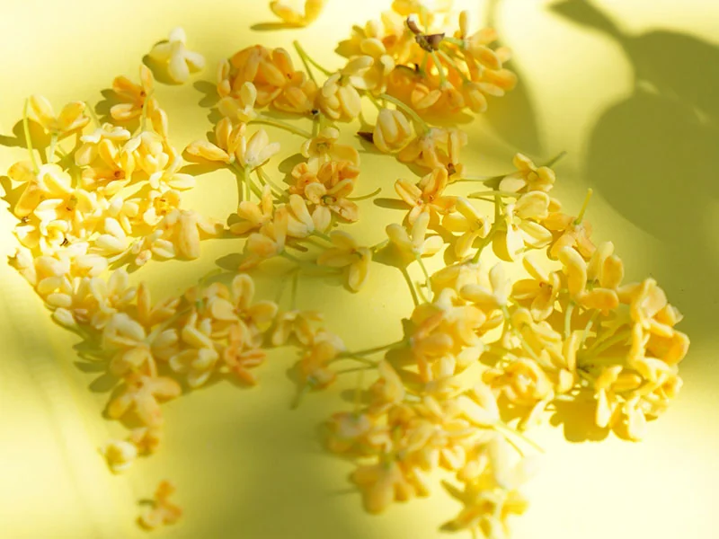 Osmanthus Hydrosol detail page