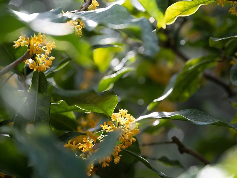 Osmanthus Hydrosol detail 2