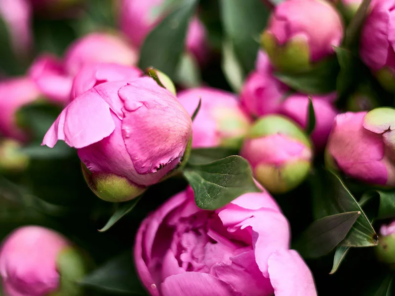 Peony Root Oil detail