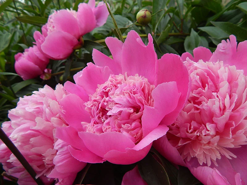 Peony Root Oil detail 2