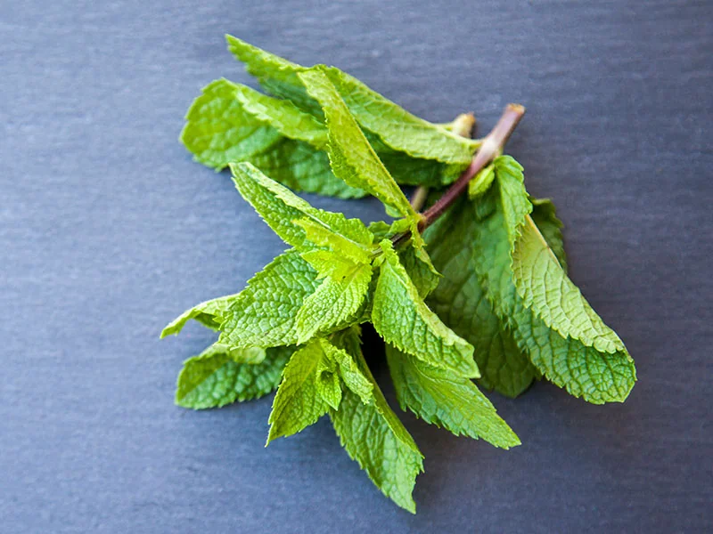 Peppermint Oil detail