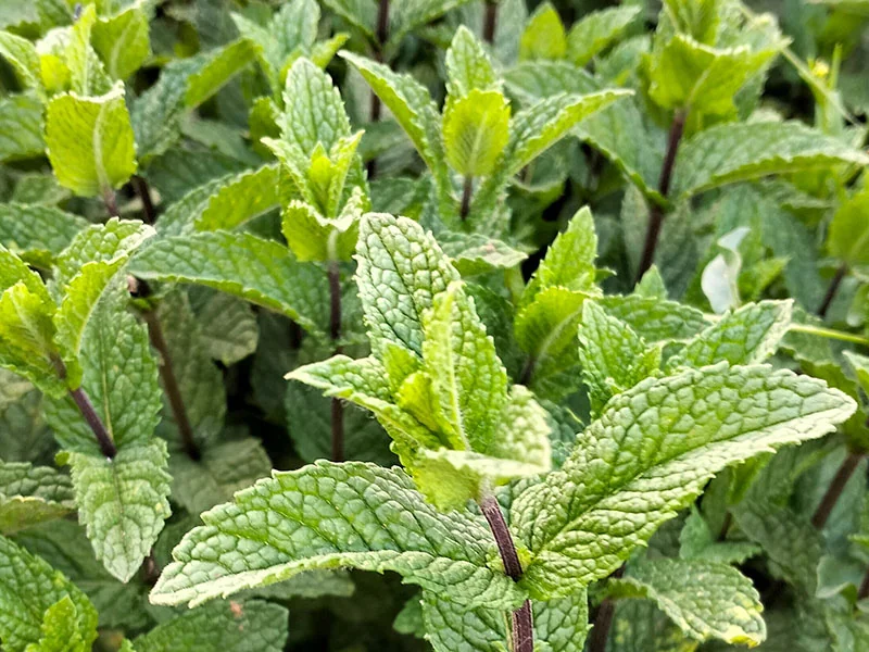 Peppermint Oil detail 2