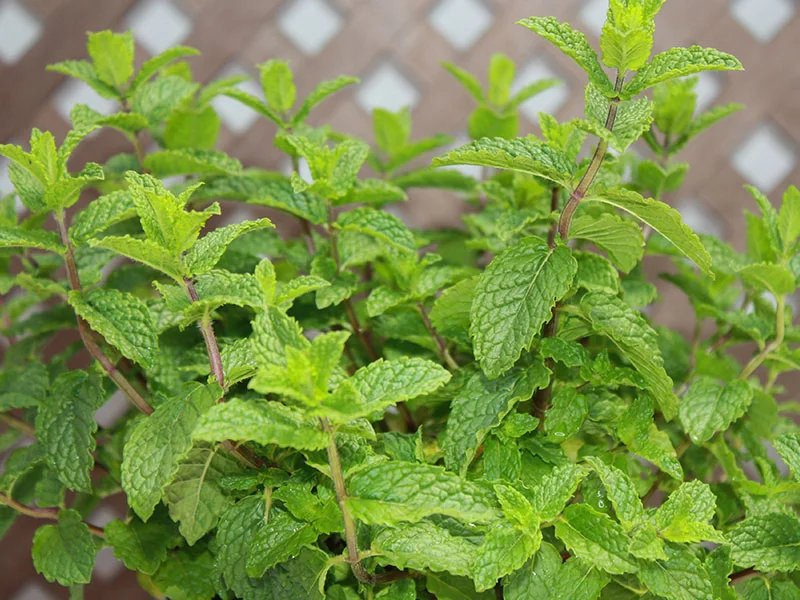Peppermint Oil detail 3