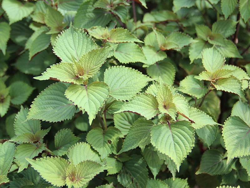 Perilla Leaf Oil detail