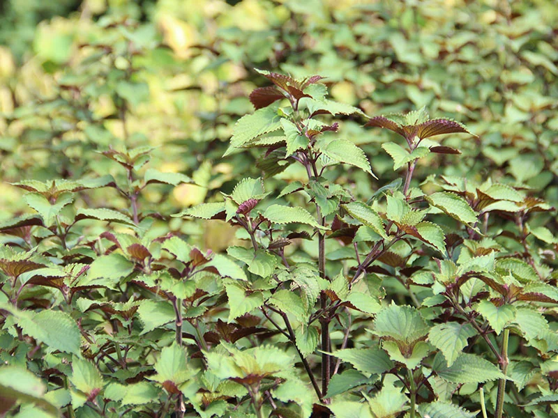 Perilla Leaf Oil detail 2