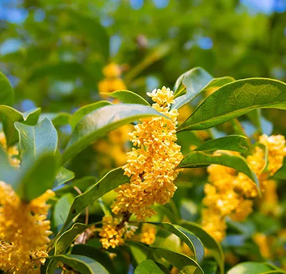 Nestled in a region renowned for rich botanical resources, we own a 25,000㎡ modern production facility, well-equipped for mass production of natural plant extracts, ensuring consistent supply and efficient OEM/ODM delivery.