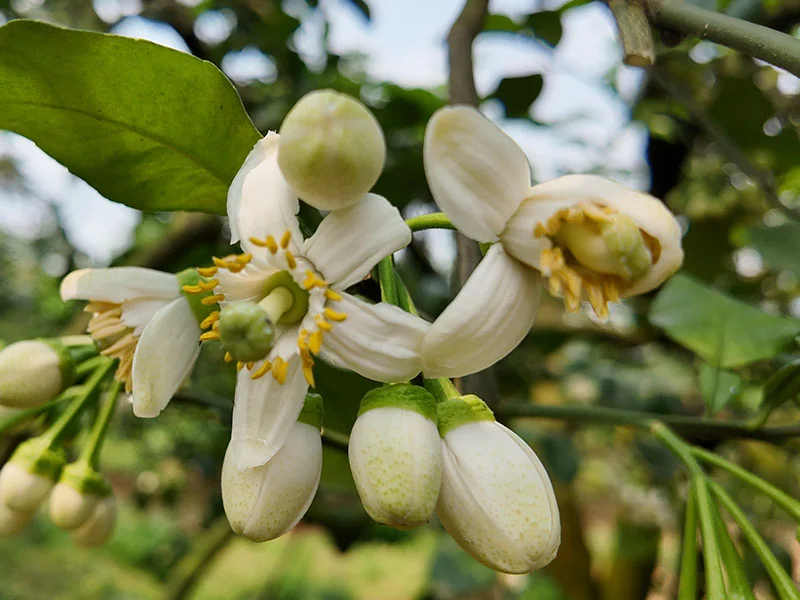 Pomelo Flower Oil detail