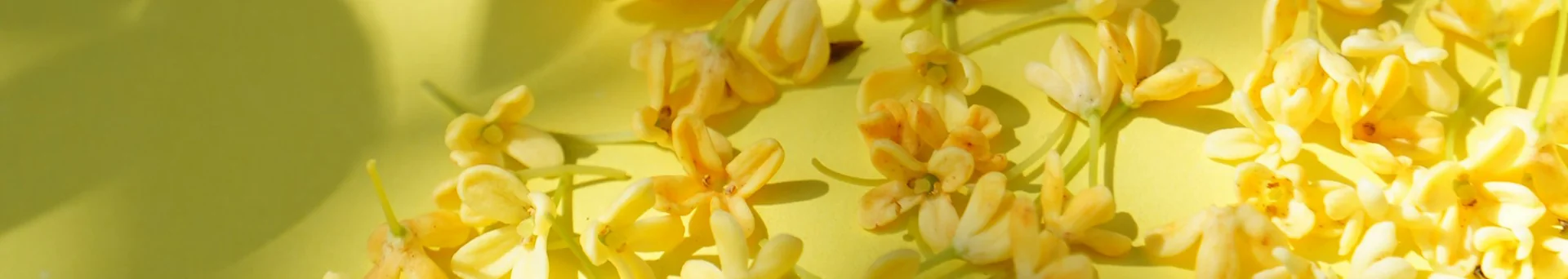 Natural Absolutes Header