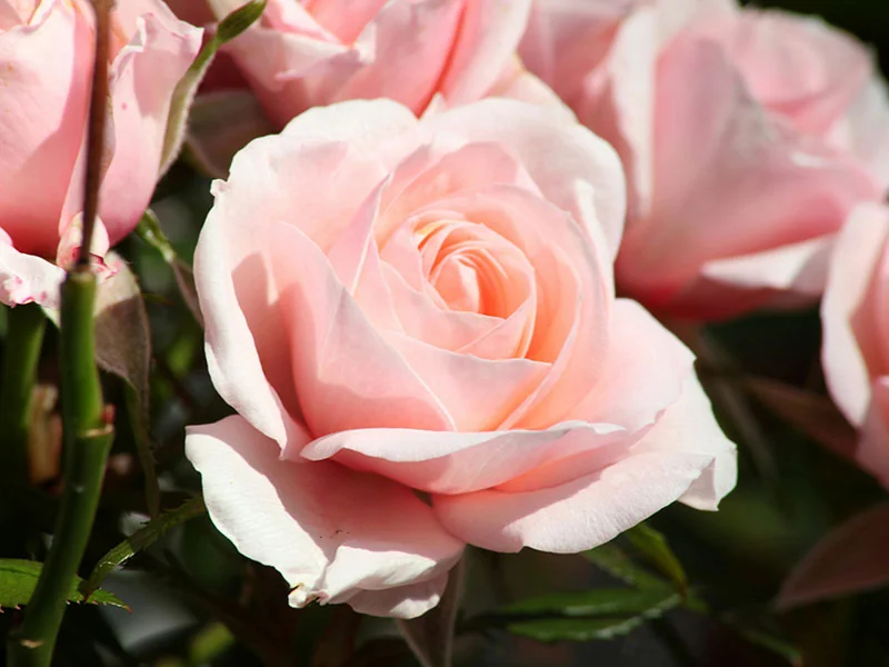 Rose Absolute | 玫瑰净油 specification detail