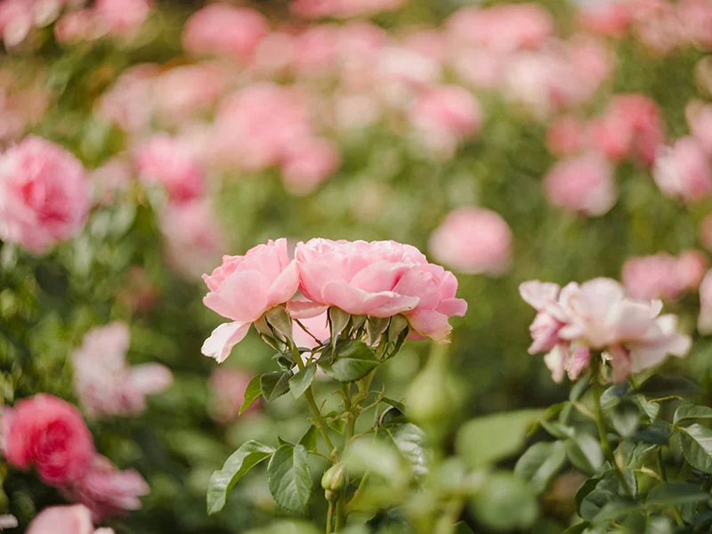 Rose Absolute | 玫瑰净油 COA & documentation